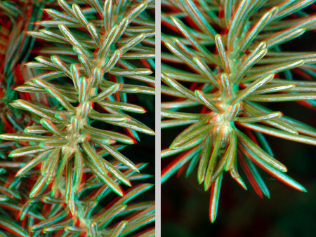 Tűlevelű növény ága látható anaglif 3D hatással, zöld és piros színekben.