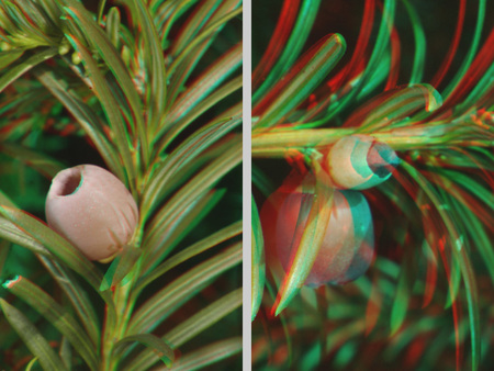 Tűlevelű növény ága bogyóval, sztereoszkópikus hatás Tűlevelű növény ága bogyóval, sztereoszkópikus hatású kép vörös és kék szűrőkkel