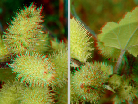 Tüskés növény termései láthatók, zöld levelekkel körülvéve.