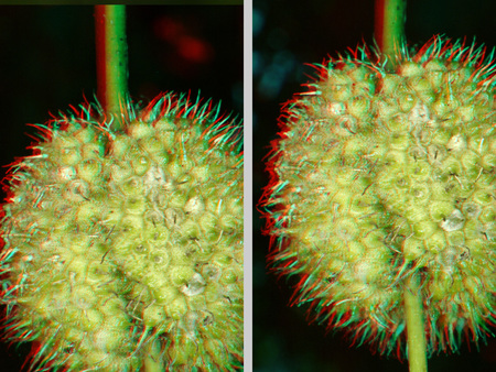 Tüskés zöld növény termése A képen egy növény termése látható, amely tüskés felületű és zöld színű.