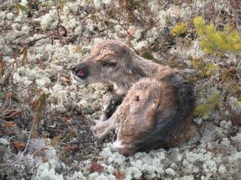 Újszülött rénszarvas borjú moha és növények között pihen.