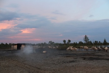Vidéki táj rénszarvasokkal naplementekor Vidéki táj naplementekor, rénszarvasok legelésznek a mezőn egy faépület mellett.
