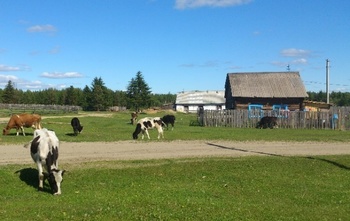 Vidéki táj tehenekkel a legelőn, háttérben ház Vidéki táj tehenekkel legelés közben, háttérben egy fa kerítéses ház és fák láthatók.