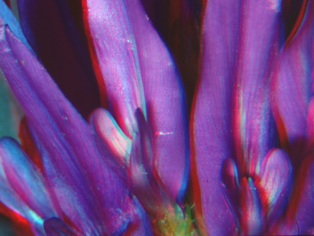 Közeli felvétel egy virágról, élénk lila és piros színekkel, természetes növény