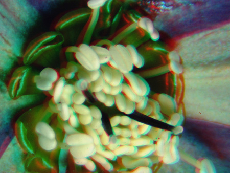 Közeli felvétel egy virág belső részeiről, porzókkal és bibével, színes makro kép.