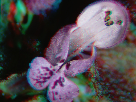 Makrofotó egy virágról, amelyen a szirmok és porzók részletesen láthatók.