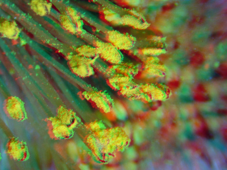 Makrofotó egy virág porzóiról, élénk színekben, közelről.