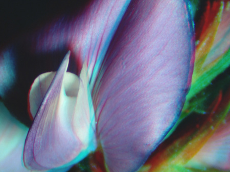 Közelkép egy virág szirmairól, élénk színekben, részletes textúrával.