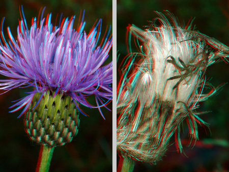 Virág 3D hatással, bal oldalon virágzat, jobb oldalon elhervadt állapot látható.