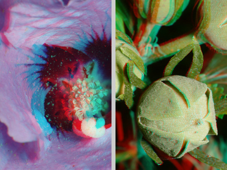 A képen egy virág belseje és egy virágbimbó látható 3D hatású képen, színes makro felvétel.