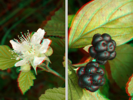 A képen egy virágzó növény és egy bogyós gyümölcs látható zöld levelekkel.