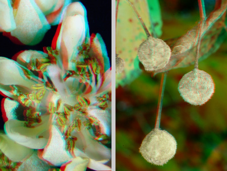 Egy virág és egy gombás növény látható 3D hatású képen, makro felvétel.