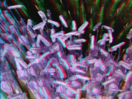 Virág közeli felvétele, porzók és bibék színes, 3D hatású megjelenésben.