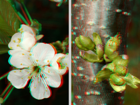 Virágzó fa ága és bimbói láthatók 3D hatású képen, fehér virágok és zöld bimbók.