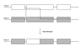 Diagram a vírusok genetikai rekombinációjáról, ahol két vírus genetikai anyaga kombinálódik, hogy egy új vírus jöjjön létre.