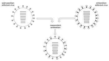 Diagram a vírus reasszortációjáról sertésekben, szárnyasok és emberek vírusainak keveredésével.