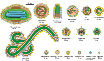 Különböző vírusok sematikus ábrái, méretekkel jelölve, mint feketehimlő, herpesz, HIV, SARS, influenza, stb.