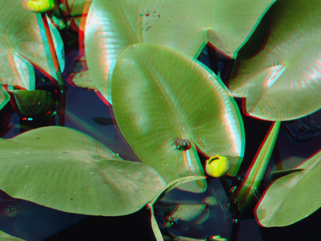 Vízililiom levelei és bimbói láthatók egy vízfelületen, természetes környezetben.