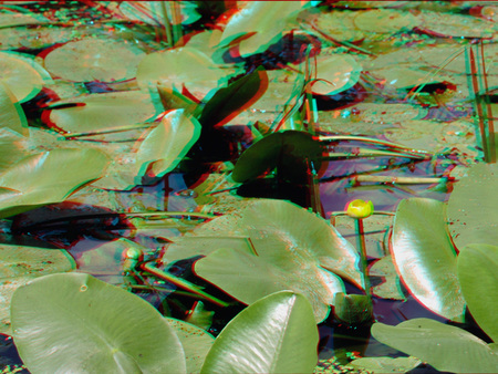 Vízililiom levelek borítják a vízfelületet, egy sárga virág emelkedik ki a vízből.