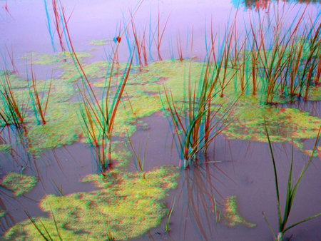 Vízfelület vízinövényekkel és algákkal, 3D hatású kép vörös és kék szűrőkkel.
