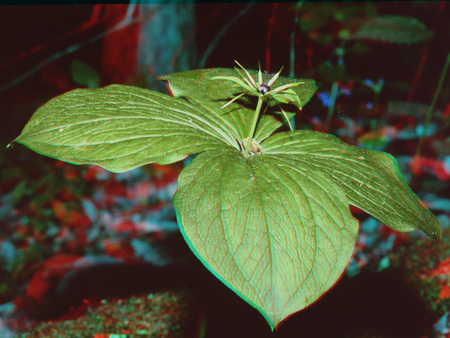Zöld növény, közepén sötét bogyó, körülötte hosszú, hegyes levelek.