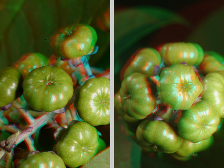 Zöld növényi termések 3D hatású képen Zöld növényi termések láthatók, 3D hatású képként ábrázolva, makro fotó.