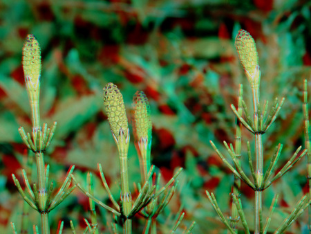 Zsurló növények zöld színűek, elmosódott háttérrel.